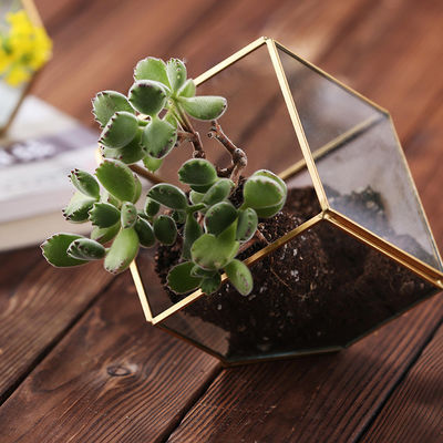 Geometric Cubic Moss Glass Homeware Flower Plant terrarium Planter Seamless Solder supplier