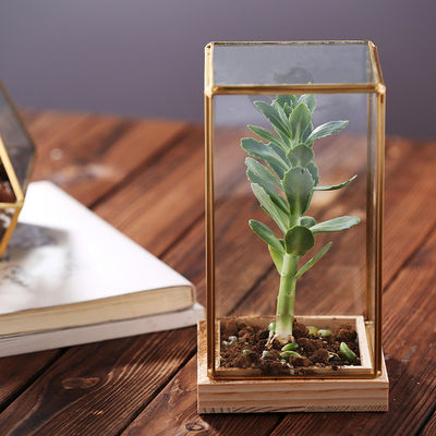 Rectangle Glass Homeware Decorative Succulent Plants Glass Terrarium With Wooden Base supplier