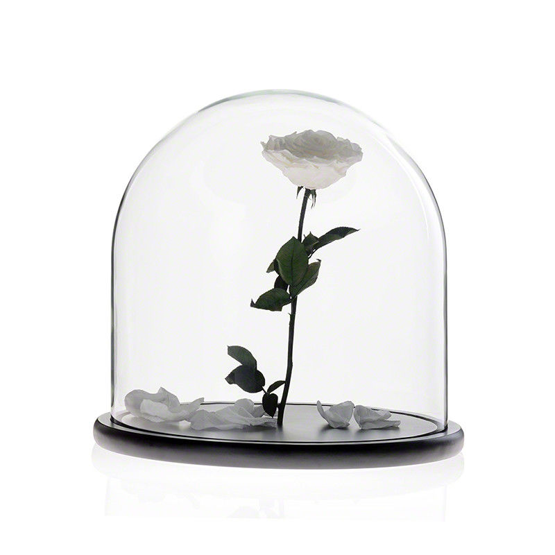 D30 x H30cm Handmade Large Glass Display Box Dome Cloche With Wood Base supplier